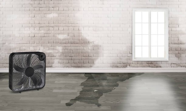 Best Local water damage restoration  in Blplay, AL